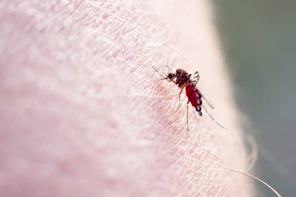 Sivrisinek ısırığı, insan kanı emer. Close. — Stok fotoğraf
