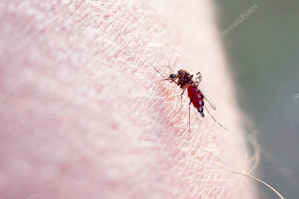 mosquito bite, it sucks human blood. close-up.