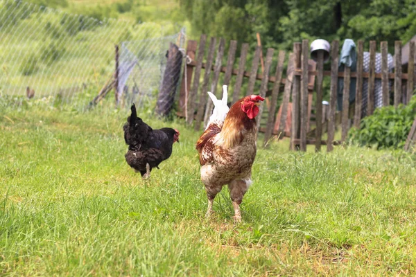 Kyckling hemma. grönt gräs. Det finns toning. — Stockfoto