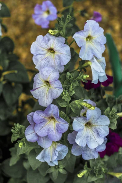 Flores caseras. Petunia. iluminación natural. tener tonificación. primer plano . —  Fotos de Stock