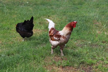 evde tavuk. yeşil çimenler. tonlama var.