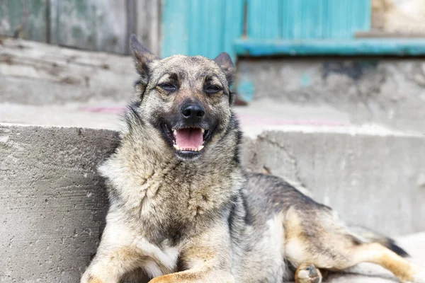 Perro. tumbado en las escaleras. guarda la entrada a la casa . — Foto de Stock