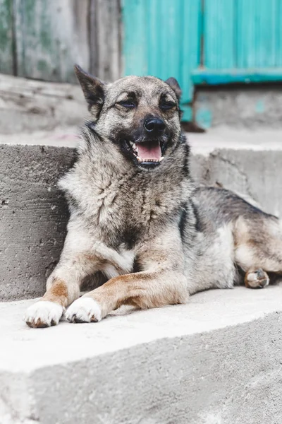 Perro. tumbado en las escaleras. guarda la entrada a la casa . — Foto de Stock