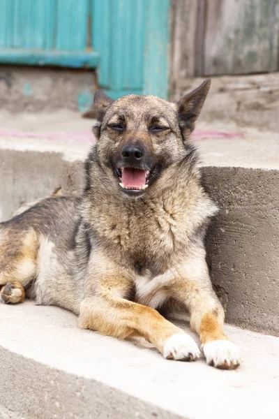 Perro. tumbado en las escaleras. guarda la entrada a la casa . — Foto de Stock