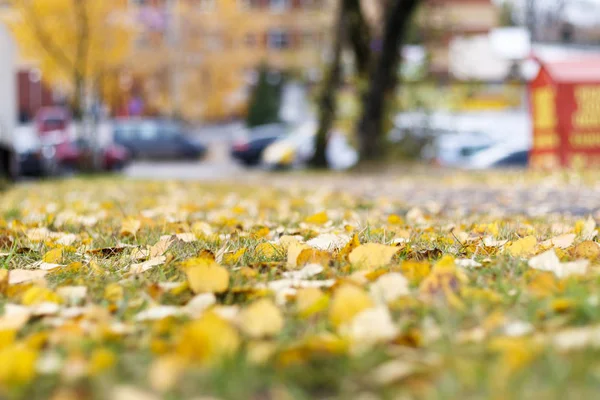秋。黄色い白樺の葉が草の上にあります。日光。カットの浅い深さ. — ストック写真