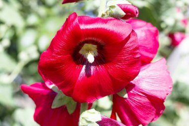 parlak güneşli gün ebegümeci çiçek. bumblebee polen kaplıdır. Close.