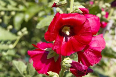 parlak güneşli gün ebegümeci çiçek. bumblebee polen kaplıdır. Close.