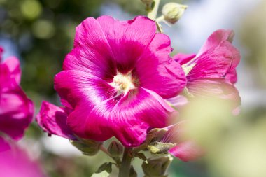 parlak güneşli gün ebegümeci çiçek. bumblebee polen kaplıdır. Close.