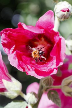 parlak güneşli gün ebegümeci çiçek. bumblebee polen kaplıdır. Close.