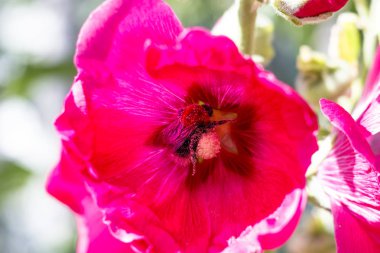 parlak güneşli gün ebegümeci çiçek. bumblebee polen kaplıdır. Close.