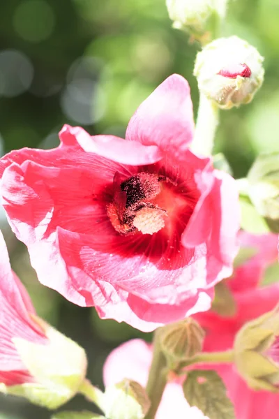 Яркий солнечный день цветок. Шмель покрыт пыльцой. макро . — стоковое фото