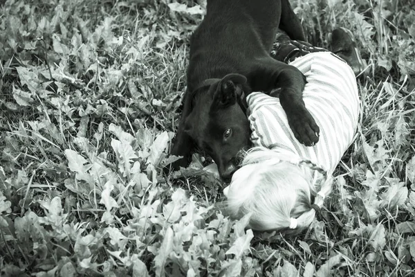 dog, dark color attacked a little girl with white hair. bite baby.