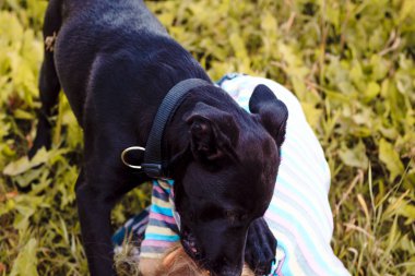 köpek, koyu renk beyaz saçlı küçük bir kız saldırdı. isırık bebek.