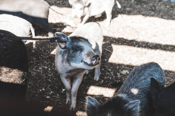 daylight. Agriculture. young pig looks at us in the camera. shallow depth of cut.