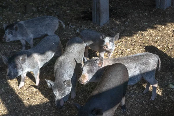 Luz del día. Agricultura. un cerdo joven experimentado come comida. ellos han estado en la pluma . — Foto de Stock