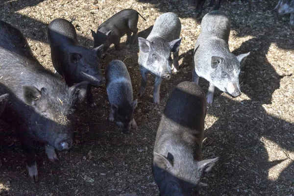 Siang hari. Pertanian. Babi muda yang berpengalaman makan makanan. mereka berada di pena . — Stok Foto