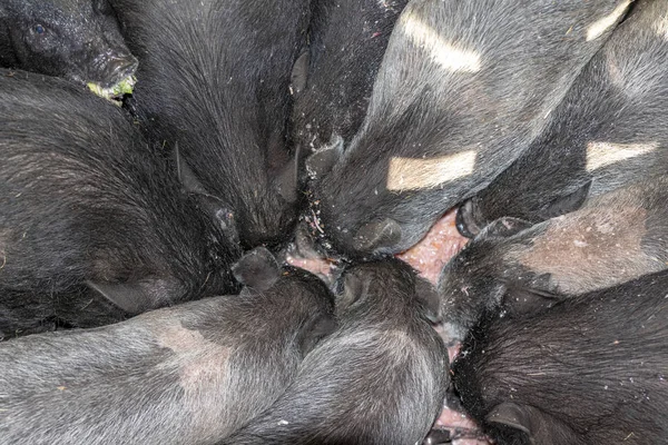 Luz del día. Agricultura. un cerdo joven experimentado come comida. ellos han estado en la pluma . — Foto de Stock