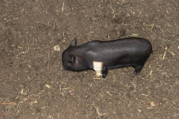 Luz del día. Agricultura. cerdo joven de color negro . — Foto de Stock