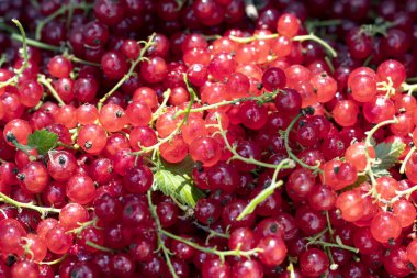 Gün ışığı. Kırmızı frenk üzümü. Ürün kimyasallar olmadan yetiştirilir. Eko.