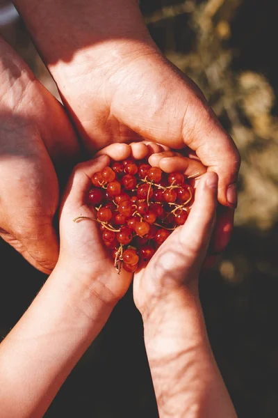 Hands of a little girl and an old woman in them red currant. eco products. concept. passing on knowledge to the younger generation. — Stock Photo, Image