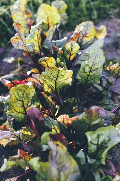 Daylight. red beets in the garden. eco product. — Stock Photo, Image