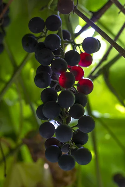 Buisson de raisins noirs. cultivé sans chimie. Conçu pour la fabrication du vin — Photo