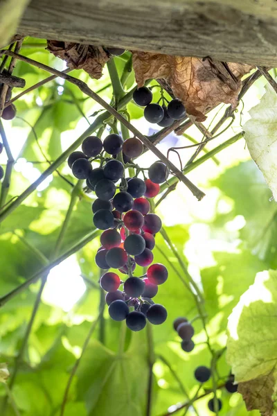 Keře temných vinných hroznů. vypěstovány bez chemie. Navržen pro výrobu vína — Stock fotografie