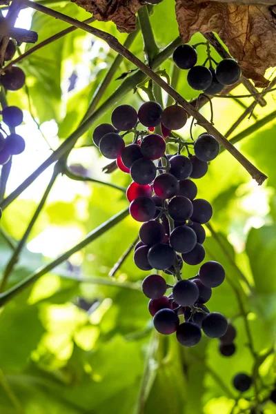 Buisson de raisins noirs. cultivé sans chimie. Conçu pour la fabrication du vin — Photo