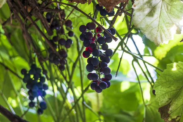 Keře temných vinných hroznů. vypěstovány bez chemie. Navržen pro výrobu vína — Stock fotografie