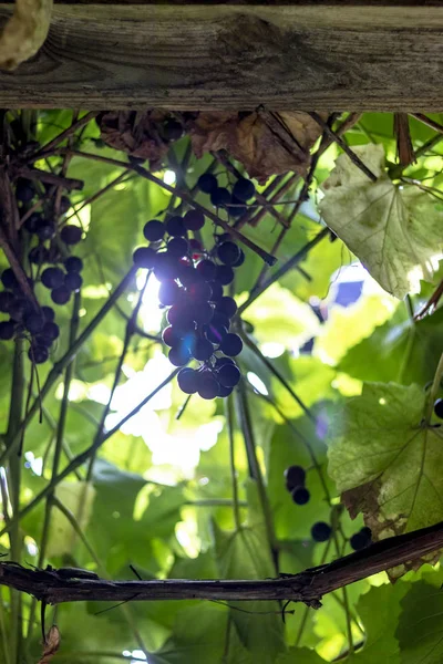 Keře temných vinných hroznů. vypěstovány bez chemie. Navržen pro výrobu vína — Stock fotografie