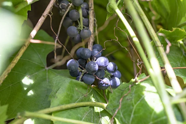 Struik van donkere druiven. geteeld zonder chemie. Ontworpen voor het maken van wijn — Stockfoto