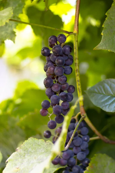 Koyu üzüm çalı. kimya olmadan büyüdü. Şarap yapmak için tasarlanmıştır — Stok fotoğraf