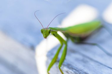 mantis. daylight. female. Shallow depth of field. macro shooting.