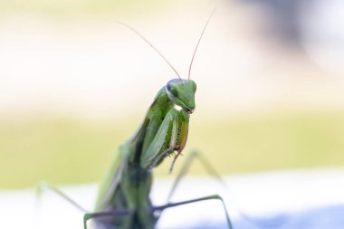 mantis. daylight. female. Shallow depth of field. macro shooting.