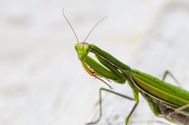 mantis. daylight. female. Shallow depth of field. macro shooting.