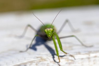 mantis. daylight. female. Shallow depth of field. macro shooting.