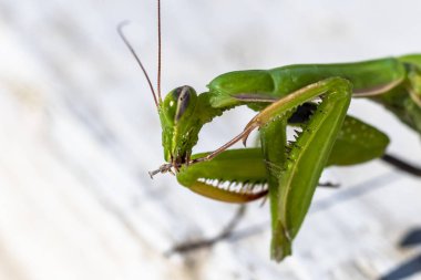 mantis. daylight. female. Shallow depth of field. macro shooting.
