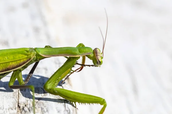 Mantis. Daglicht. Vrouwelijke. Ondiepe scherptediepte. macro-opname. — Stockfoto