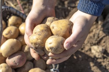 sokak aydınlatması. ayaklarınızın altındaki zemin. Bir adam elinde patates tutar