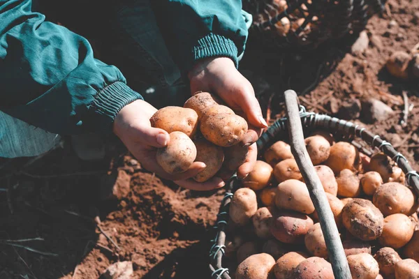 street lighting. the ground under your feet. A man holds potatoes in his hands