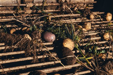 retro traktör patates toplar. patates temizlemek için bir cihaz ona bağlı