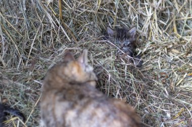 Kırsal. bir saman gri renk bir kedi yavrusu. Bir kediyı yıkıyor. sığ alan derinliği.