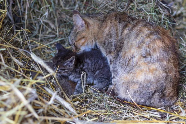 Famille Chats Est Endormi Reste Famille Des Félins Chats