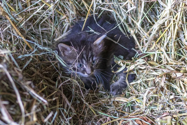 La campagna. in una paglia un gattino di un colore grigio. profondità di campo poco profonda . — Foto Stock