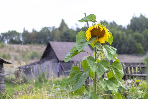一个向日葵。背景是一座用木头做的房子。生态产品 — 图库照片