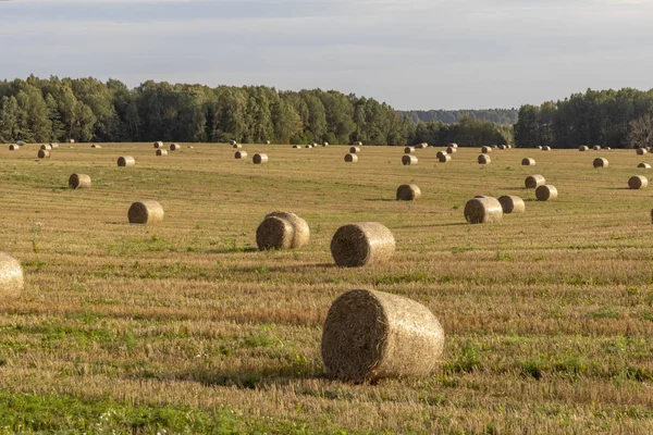 Collection de foin. ils sont allongés sur le terrain. paysages . — Photo