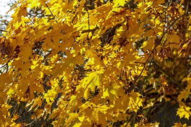 Gün ışığı. Güneş parlıyor. Düşen sarı akçaağaç yaprağı