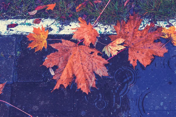 on the street. maple leaf lies in a puddle. it\'s raining. autumn. a white stripe separates the sidewalk and the footpath.