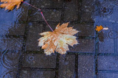 Açık havada. Akçaağaç yaprağı bir su birikintisinde yatıyor. Yağmur yağıyor. sonbahar.