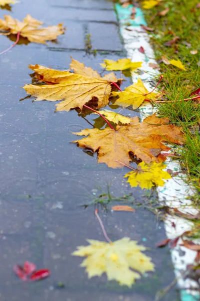 on the street. maple leaf lies in a puddle. it\'s raining. autumn. a white stripe separates the sidewalk and the footpath.